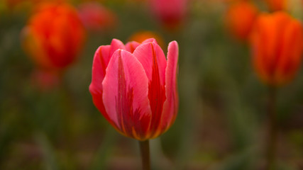 Beautiful spring tulip bloom on garden bokeh background of blurry tulips flowers.