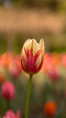 Beautiful spring tulip bloom on garden bokeh background of blurry tulips flowers.