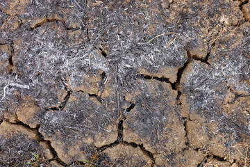 Crack earth and dry soil with burned of grass on grounds. Environmental and protection concept.