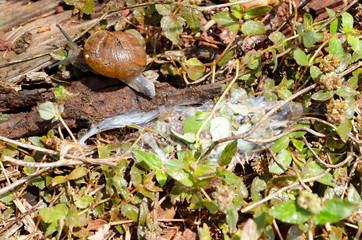 Snail Crawling Away From Slime