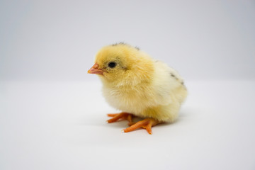 A newly hatched yellow chick