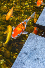Japanese Koi fish swimming in the pond