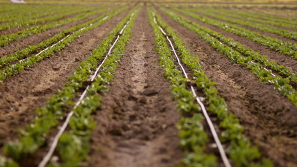 Fototapeta na wymiar rows of potato plants in field