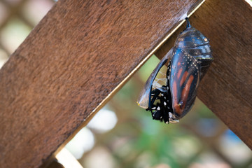 Close Up of Monarch Butterfly Chrysalis as the Butterfly Head Emerges