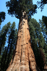 California / USA - August 23, 2015: The giant sequoia General Sherman detail in Sequoia National Park, California, USA