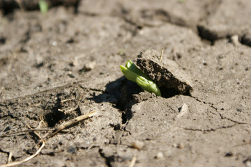 Concept of overcoming obstacles and revival . Lonely green sprout breaks through the dry earth. Life and purpose. Ecology and environment background. Day light