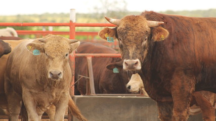 cattle for fattening and raising cattle. oxen