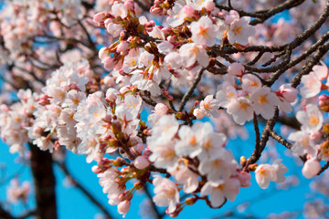 桜の花