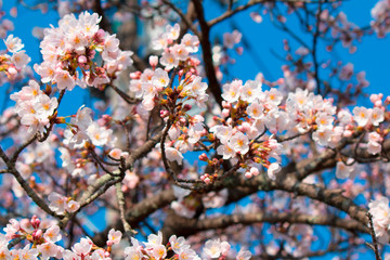 桜の花