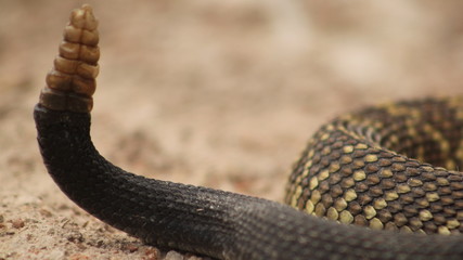 close up of a rattlesnake