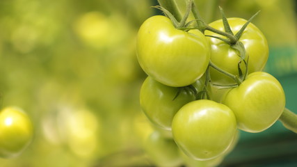 close up of green tomatoes, agriculture. Harvest

