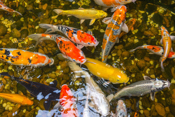 Obraz na płótnie Canvas Colorful Japanese Koi carps or Koi fish swim in pond