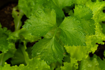 Close-up macro view of fresh green Lettuce leaves with water drops.