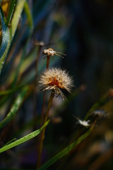 dandelion in the race