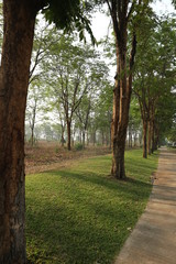 
The beauty of nature in the morning