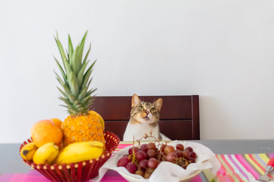 gato cenando bodegon frutas amoroso mascota comedor cena extrovertido tropical gato hablando