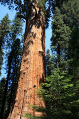 Fototapeta na wymiar California / USA - August 23, 2015: The giant sequoia General Sherman detail in Sequoia National Park, California, USA