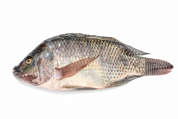 Nile tilapia fish isolated on white background.