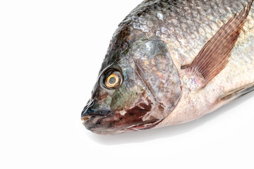 close up Nile tilapia fish isolated on white background.