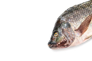 close up Nile tilapia fish isolated on white background.