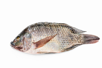 Nile tilapia fish isolated on white background.