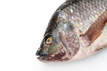 close up Nile tilapia fish isolated on white background.