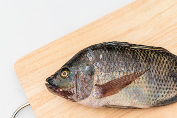 close up Nile tilapia fish isolated on white background.