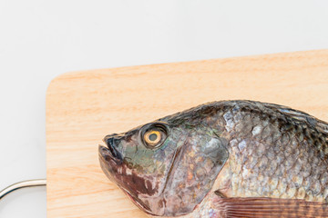 close up Nile tilapia fish isolated on white background.
