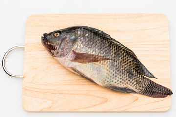 Nile tilapia fish isolated on white background.
