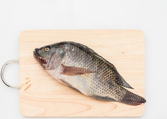 Nile tilapia fish isolated on white background.