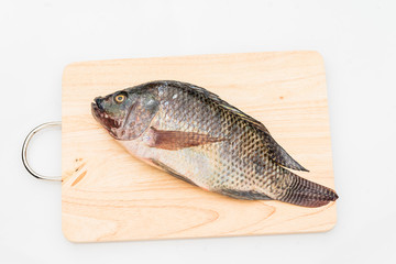 Nile tilapia fish isolated on white background.