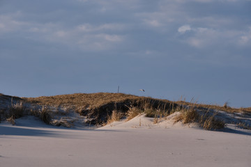 Horizontal image of New Jersey's Island Beach State Park and the Protected and endangered sand dunes in late afternoon light on an empty beach