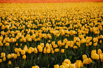 field of yellow tulips