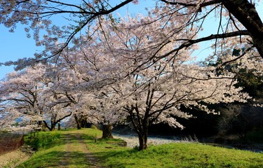 春　さくら　川　道　風景　杤木