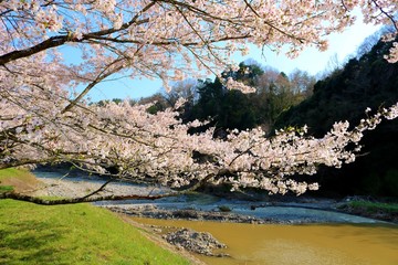 春　さくら　川　道　風景　杤木