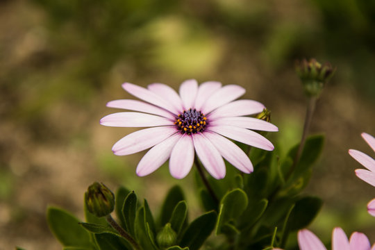 osteospermum daisy flower in the daylight