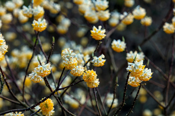ミツマタの花