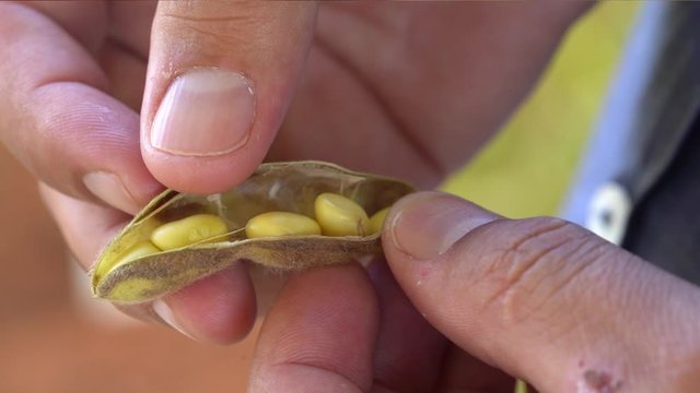 soja cinco gr&atilde;os