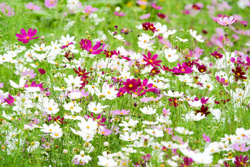 富良野のコスモス畑