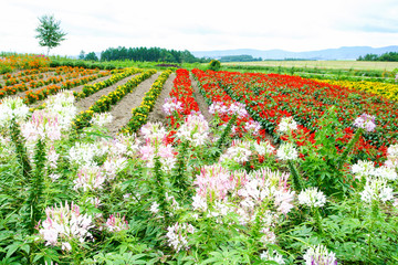 富良野の花畑