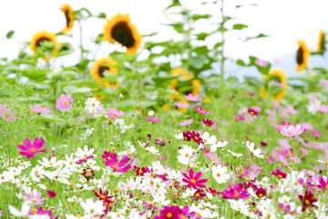富良野のコスモスとひまわり