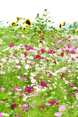 富良野のコスモスとひまわり