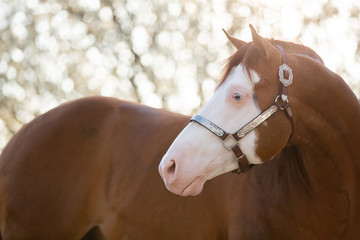 Bald Face Stallion