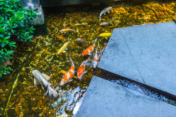 Colorful Koi carps or Koi fish swim in pond