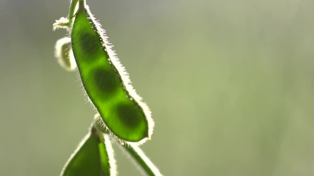 soja, planta, campo, agricultura