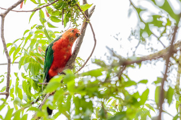 Australian King-parrot male in a Chinese Pistachio tree