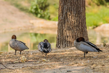 Three Australian Wood Ducks resting