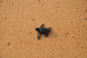 The newborn turtle goes to the Ocean