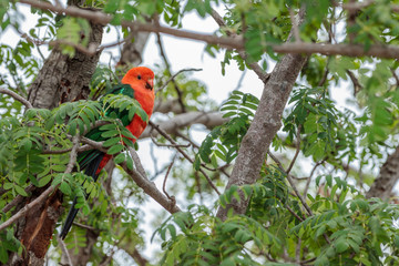 Australian King-parrot male in a Chinese Pistachio tree