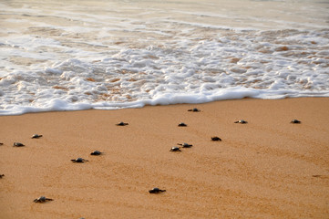 The newborn turtle goes to the Ocean